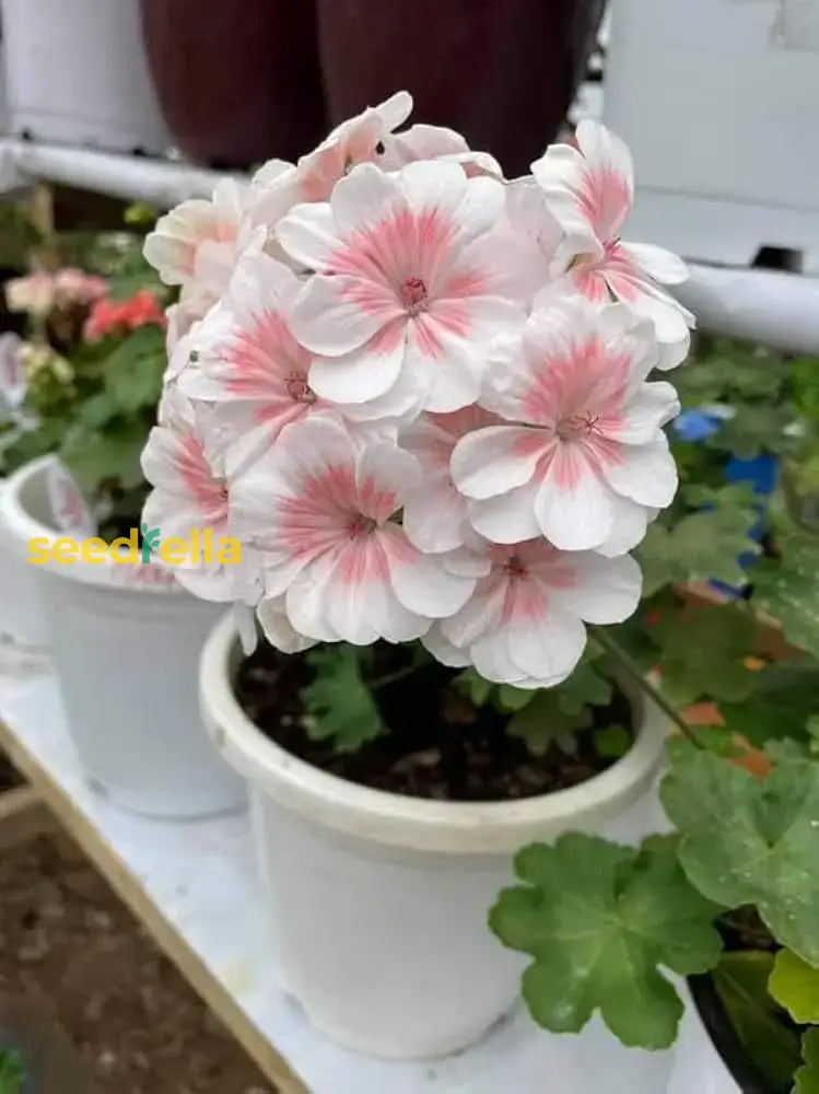 Pink And White Geranium Seeds For Planting - Beautiful Garden Blooms Flower