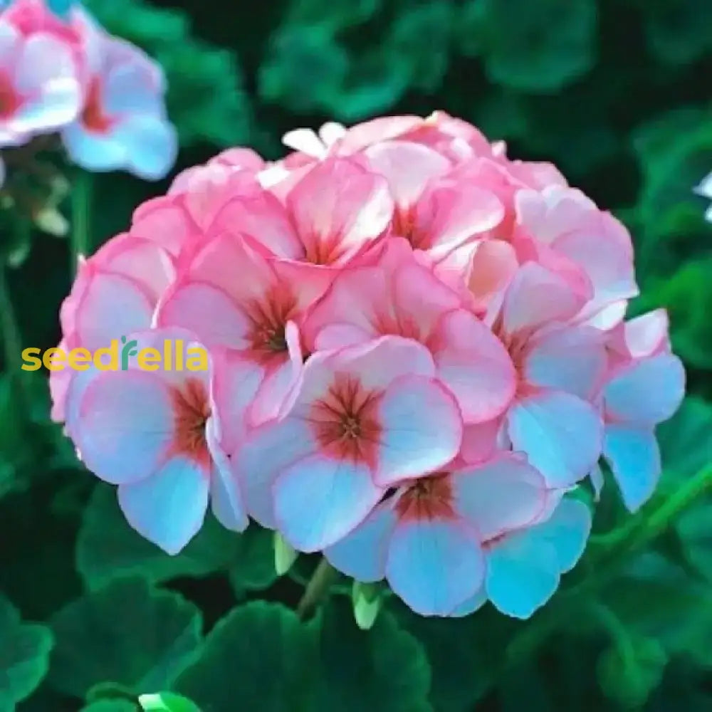 Pink And White Geranium Seeds For Planting - Beautiful Garden Blooms Flower