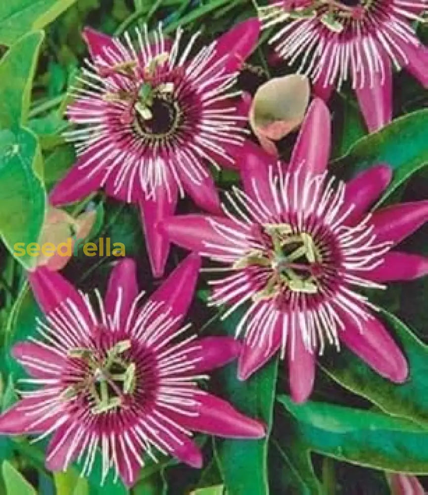 Pink And White Passion Flower Seeds For Planting