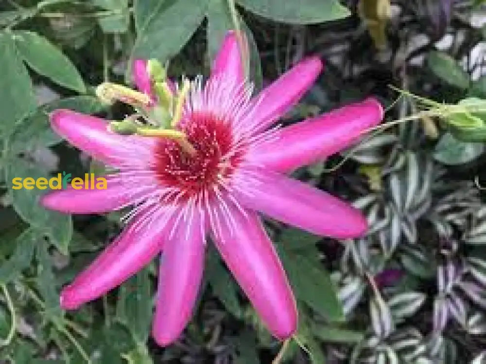 Pink And White Passion Flower Seeds For Planting