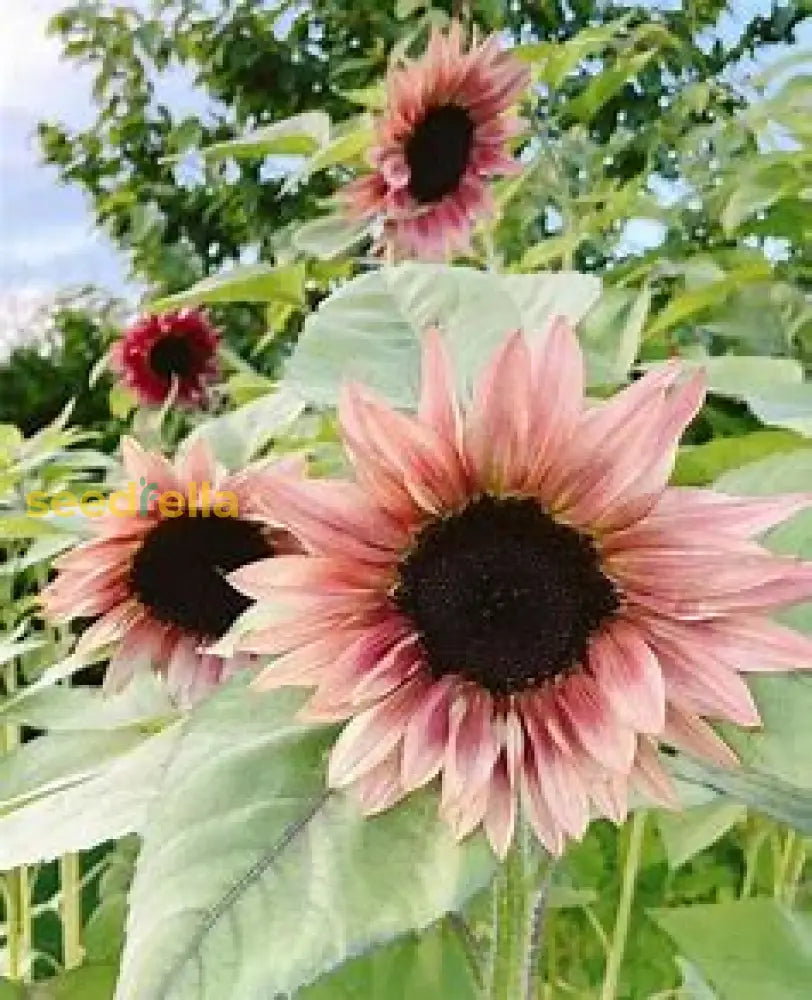 Pink And White Sunflower Seeds For Planting