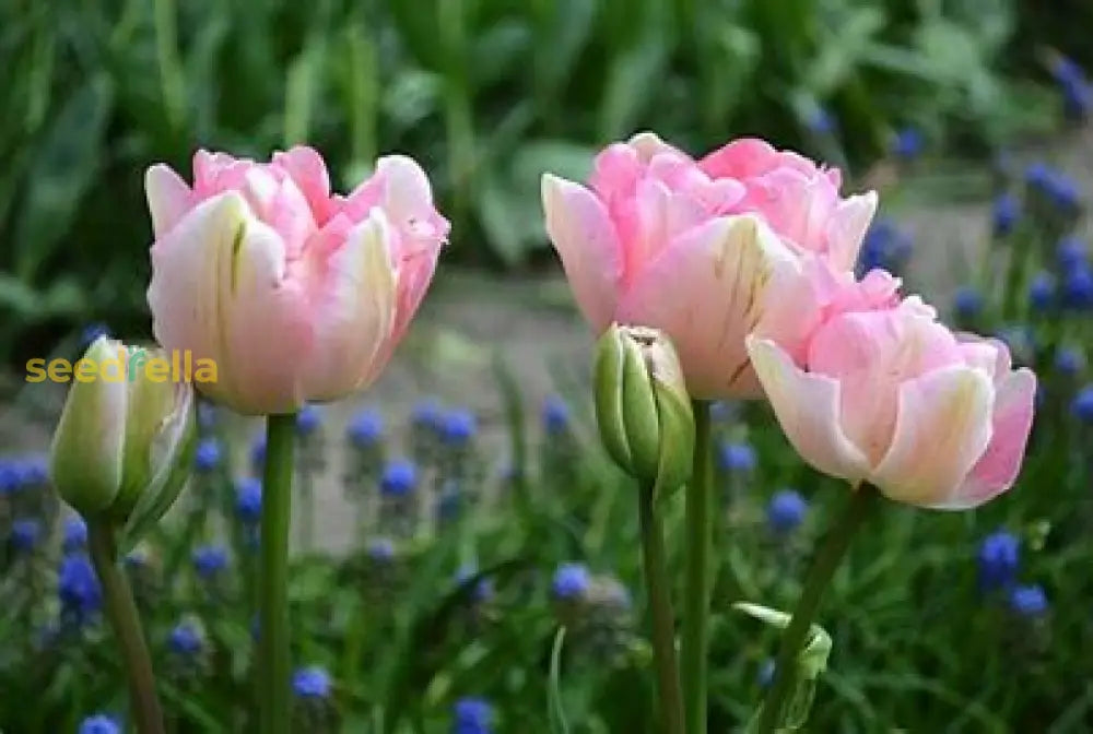 Pink And White Tulip Seeds For Planting Flower