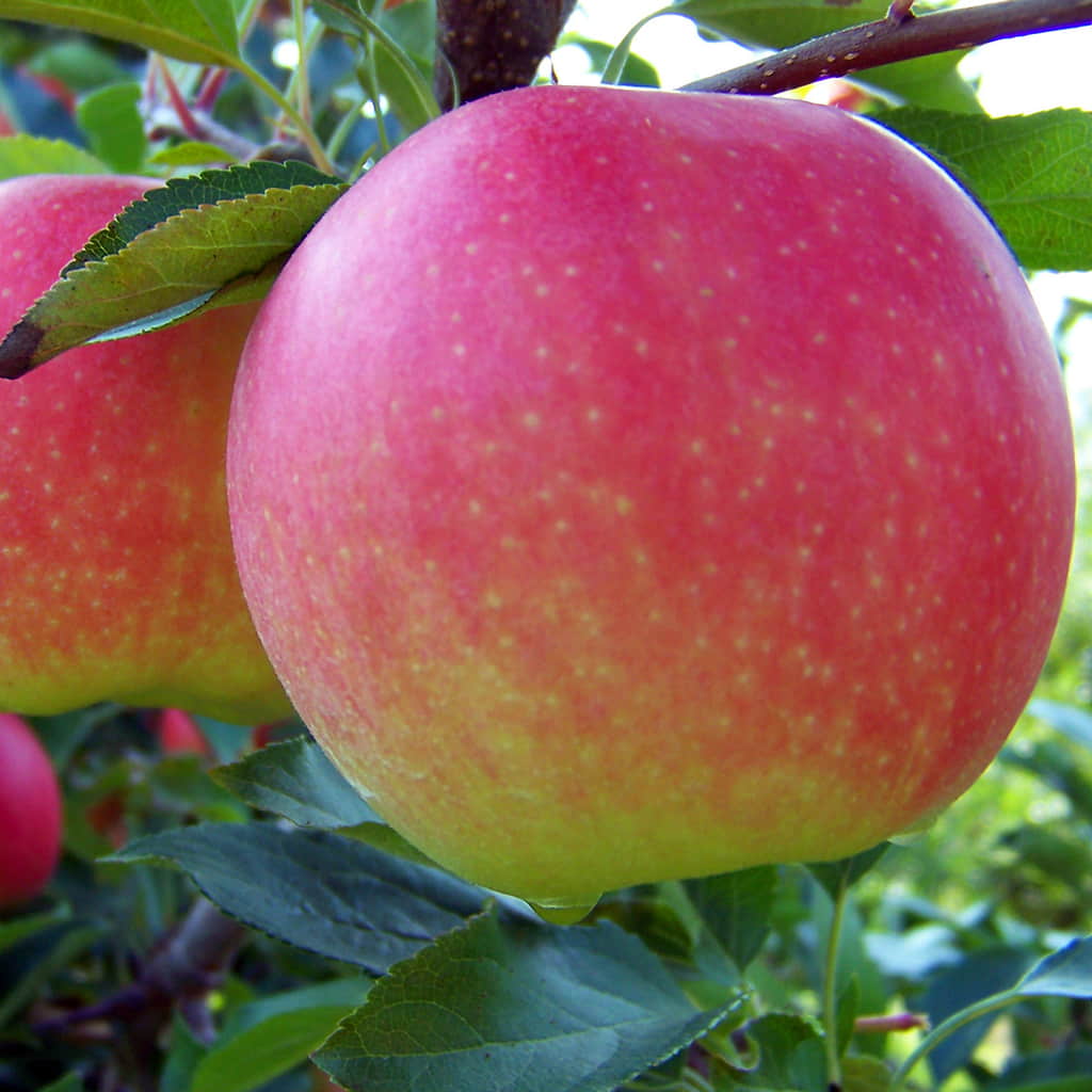 Pink and yellow apple seeds for planting unique apple trees