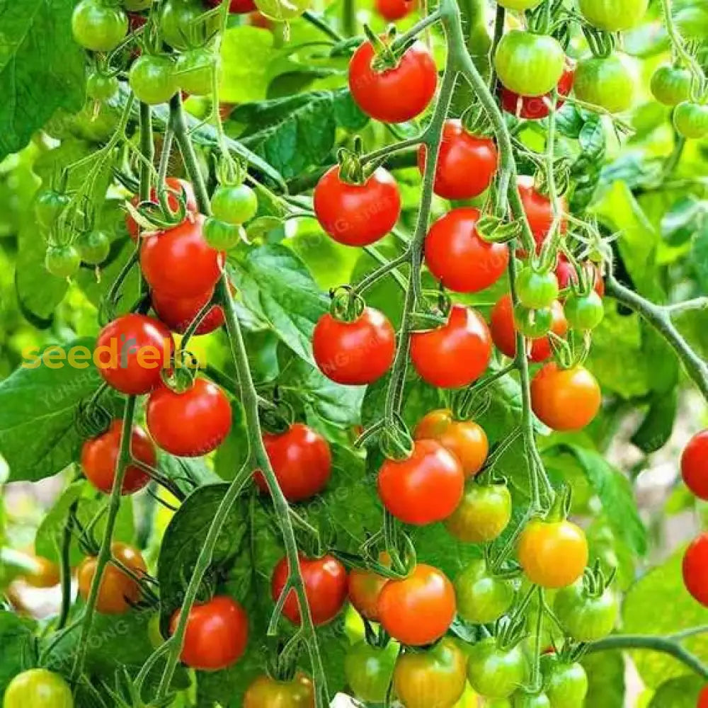 Pink And Yellow Tomato Seeds For Planting - Vegetable Seeds