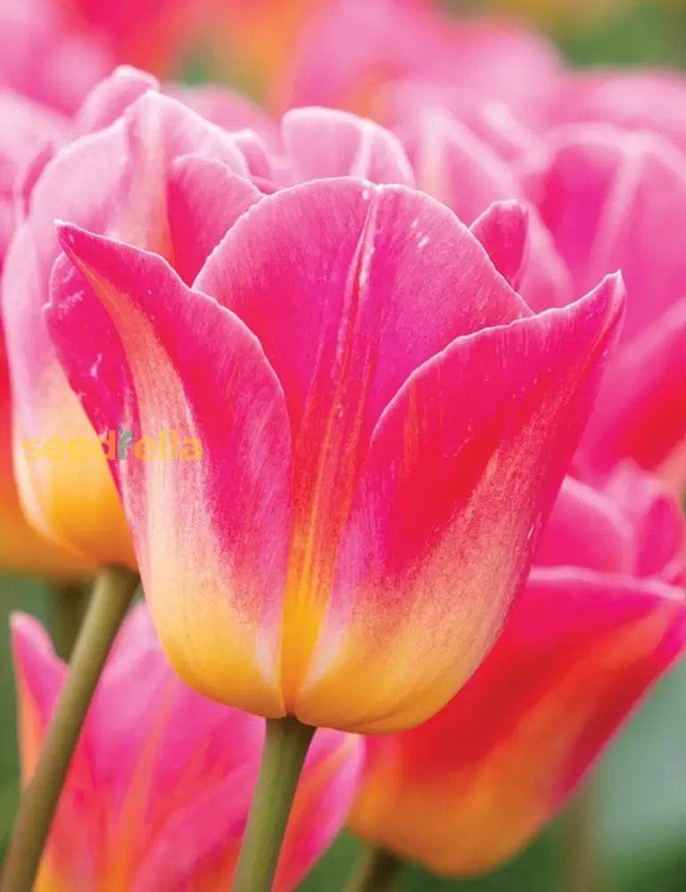 Pink And Yellow Tulip Flower Seeds For Planting - Beautiful Spring Blooms Your Garden