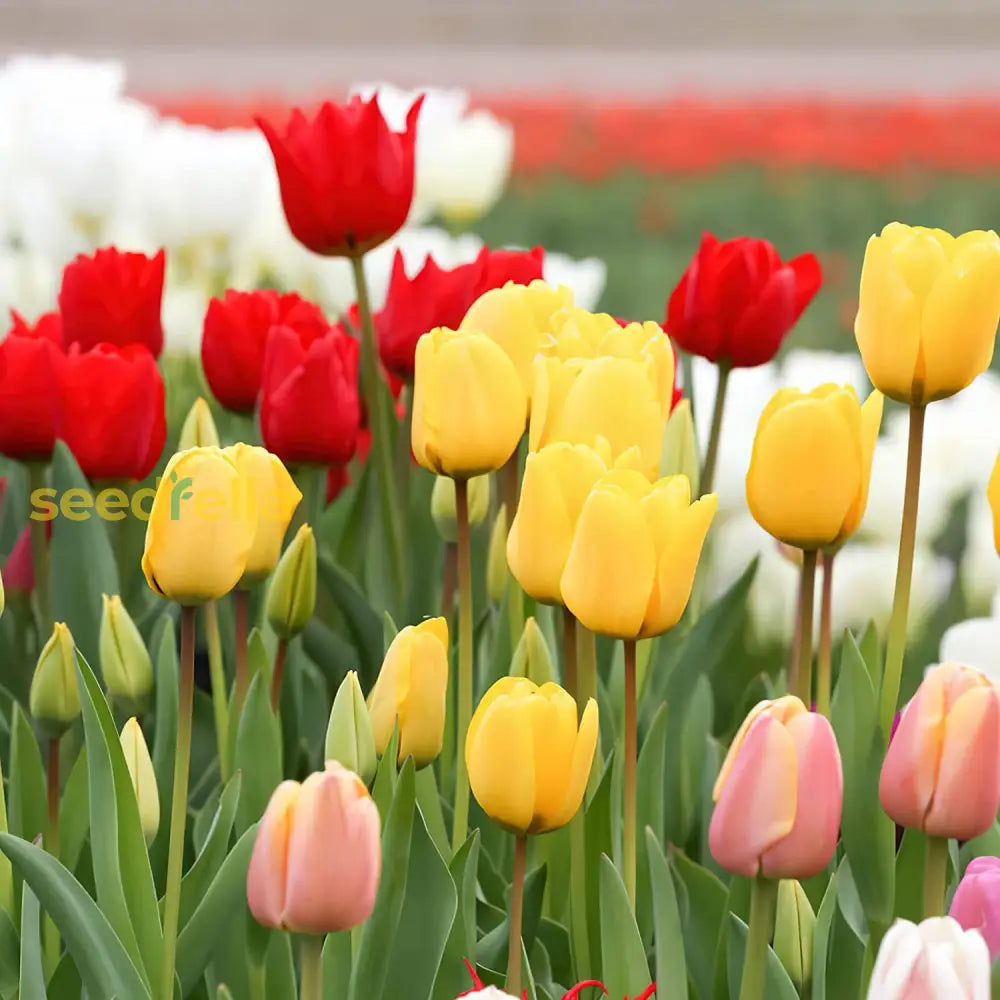 Pink And Yellow Tulip Flower Seeds For Planting - Beautiful Spring Blooms Your Garden