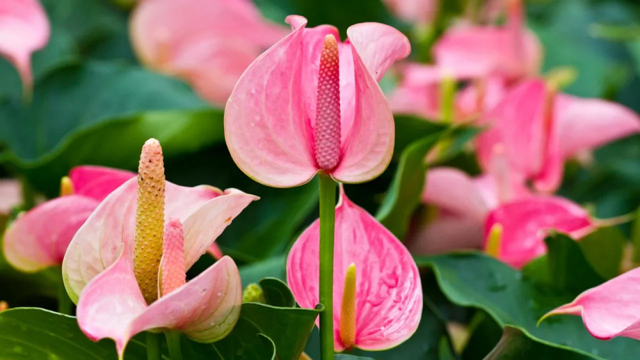 Pink Anthurium Potted Plant for Decorative Interiors