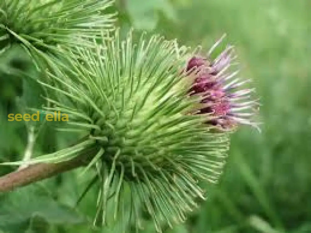 Pink Arctium Lappa Seeds For Easy Planting Plant Seeds