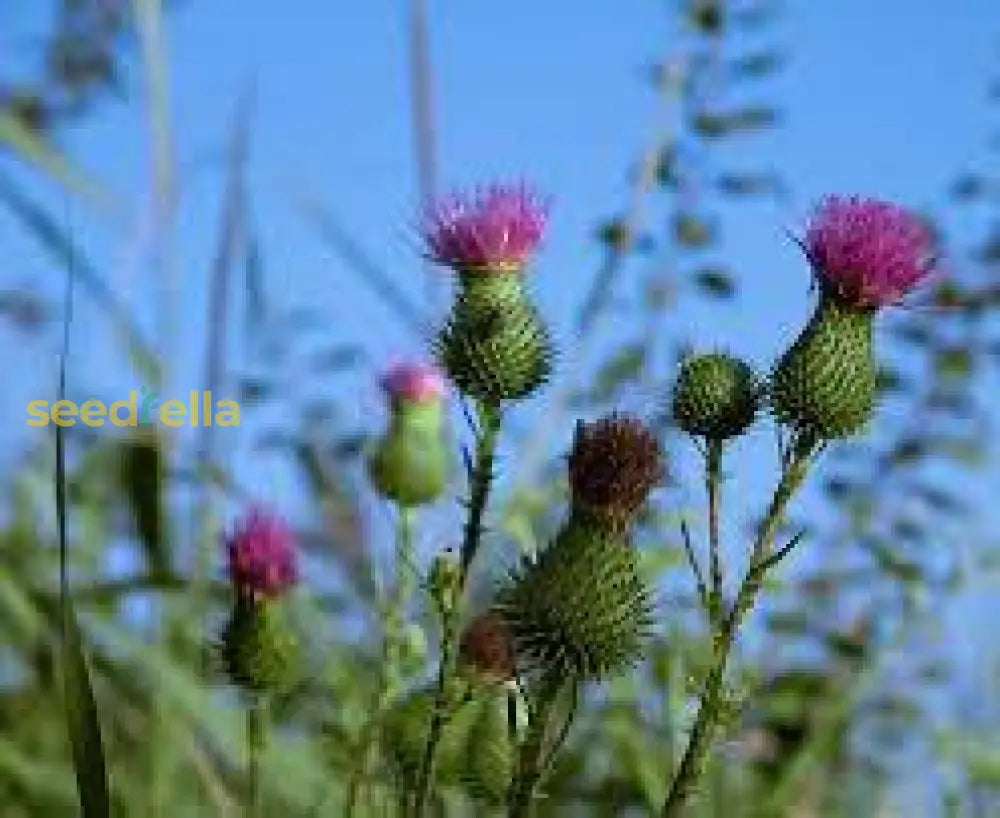 Buy Pink Arctium Lappa Seeds for Easy Planting
