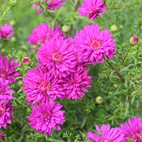 Dark Pink Aster Seedlings for Garden Planting
