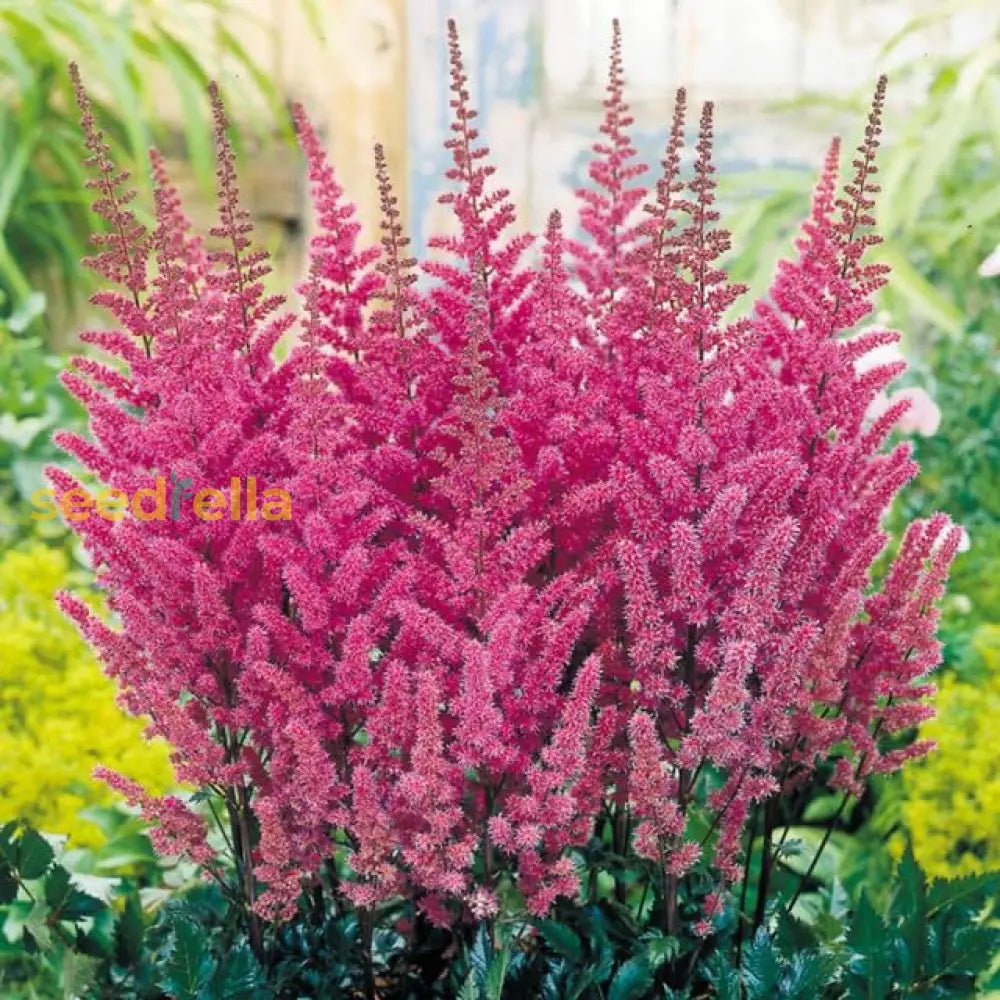 Pink Astilbe Flower Planting Seeds For Lush Garden Blooms