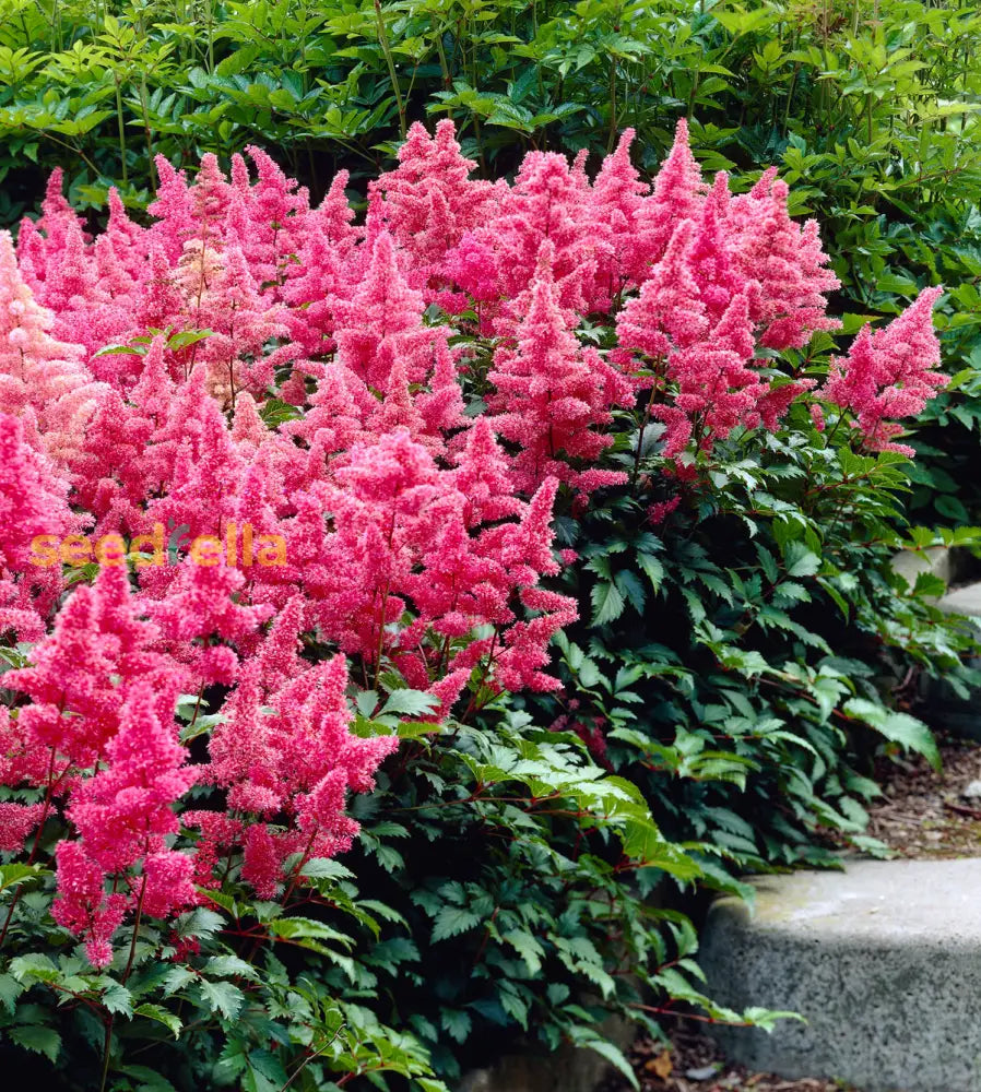 Pink Astilbe Flower Planting Seeds For Lush Garden Blooms