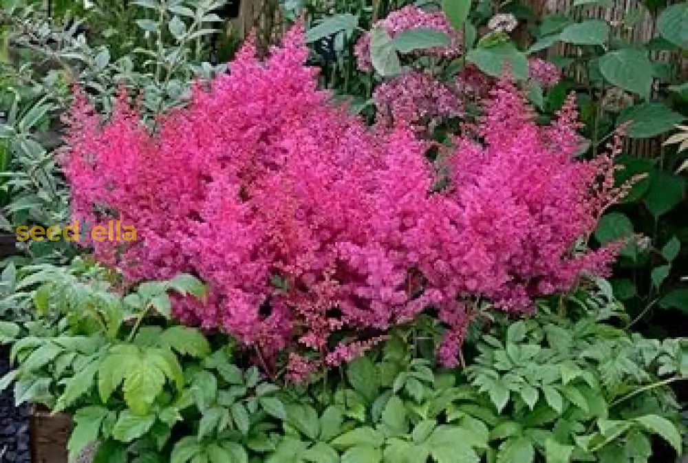 Pink Astilbe Flower Seeds For Planting