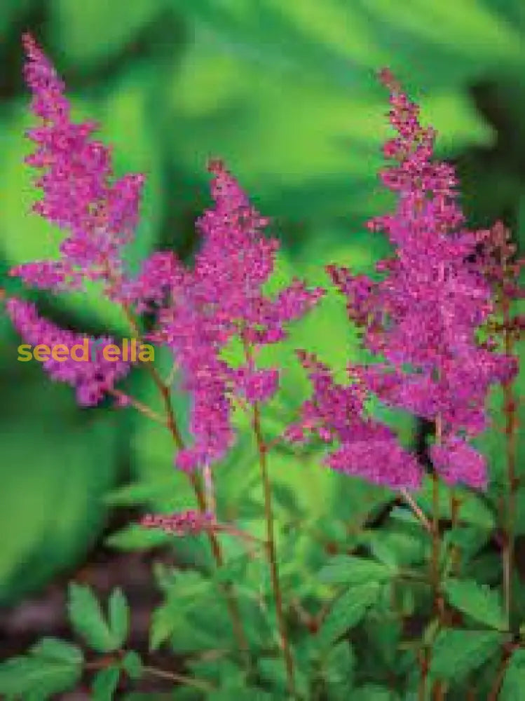 Pink Astilbe Flower Seeds For Planting