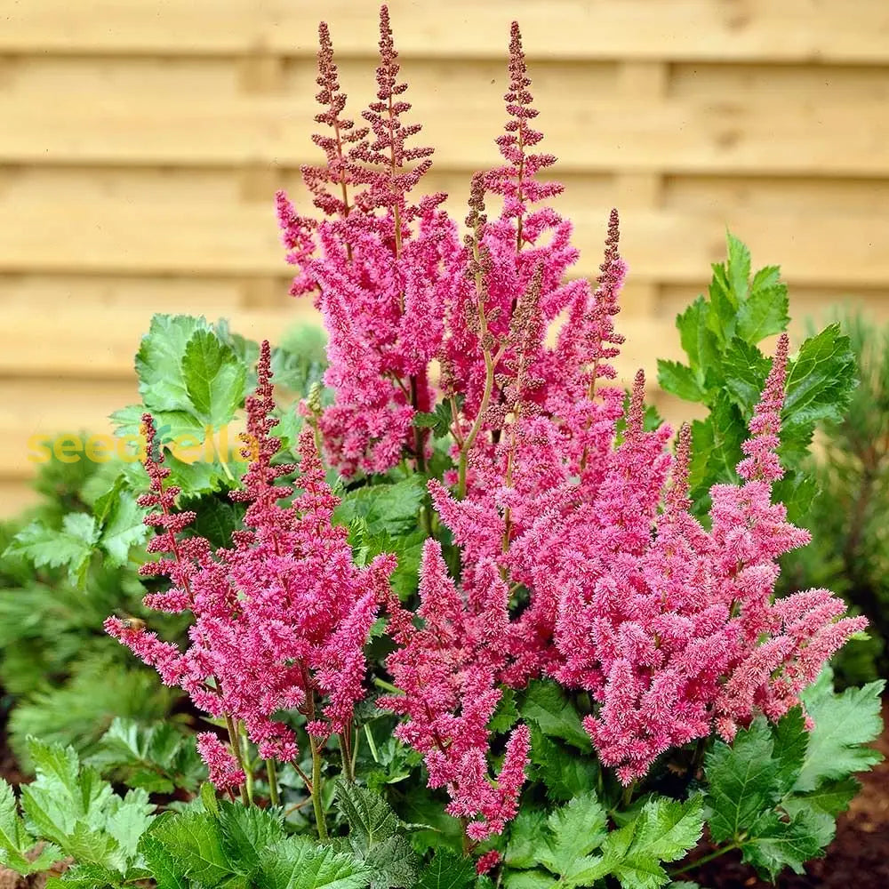 Pink Astilbe Seeds For Elegant Blooms: Easy Planting Guide Flower