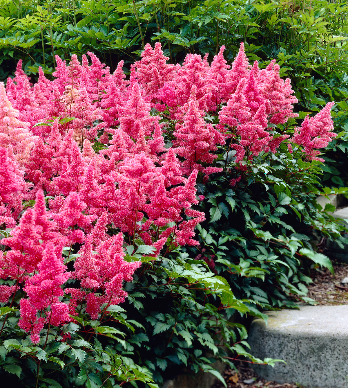 Pink Astilbe Seeds for Planting – Elegant Shade-Loving Flowers