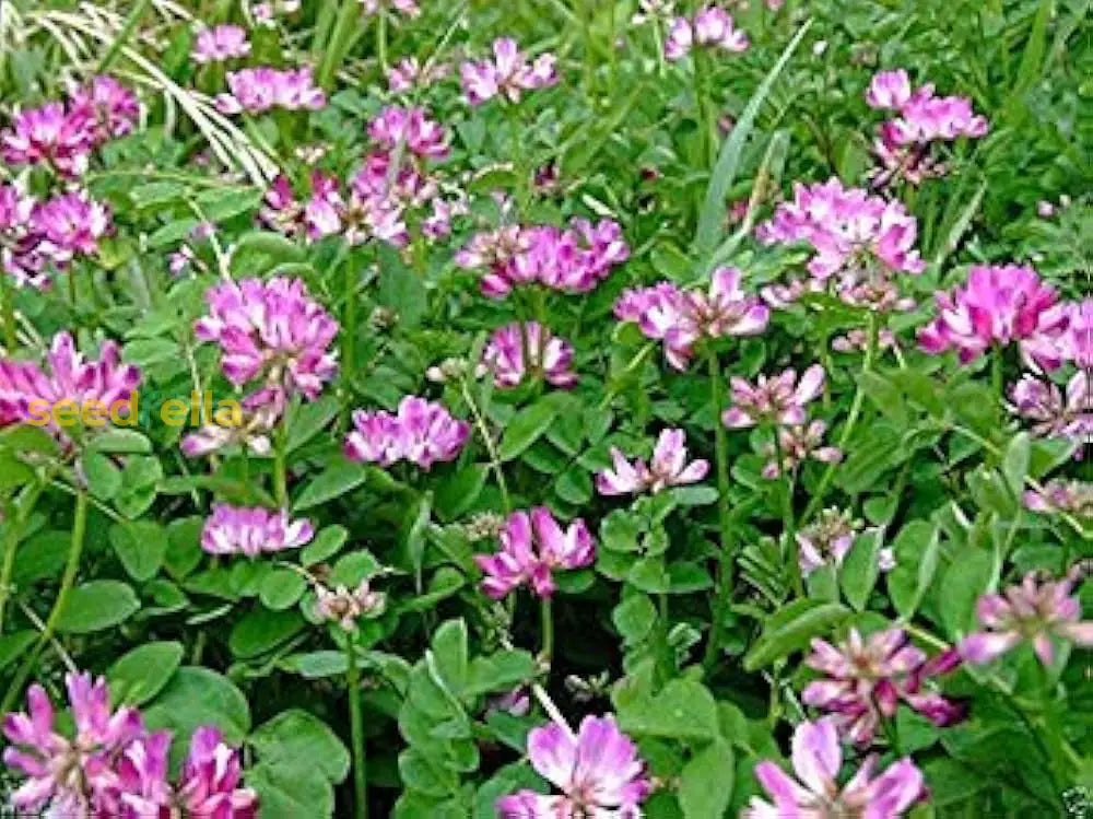 Pink Astragalus Sinicus Flower Seeds For Planting | Beautiful Annual Blooms Easy To Grow Garden