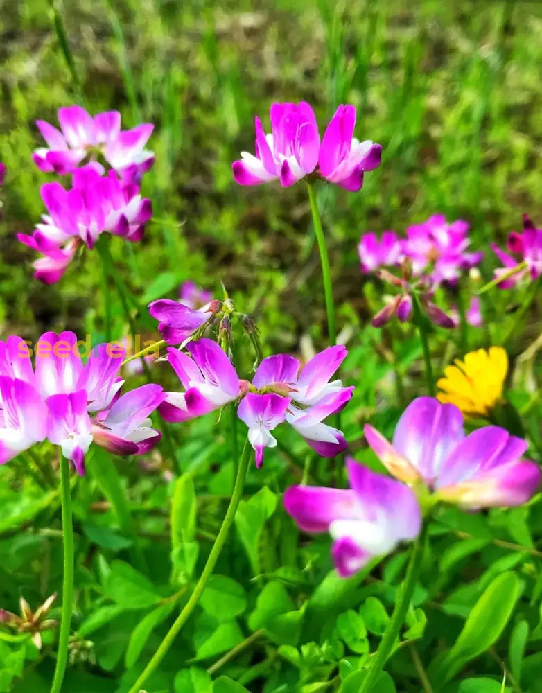 Pink Astragalus Sinicus Flower Seeds For Planting | Beautiful Annual Blooms Easy To Grow Garden