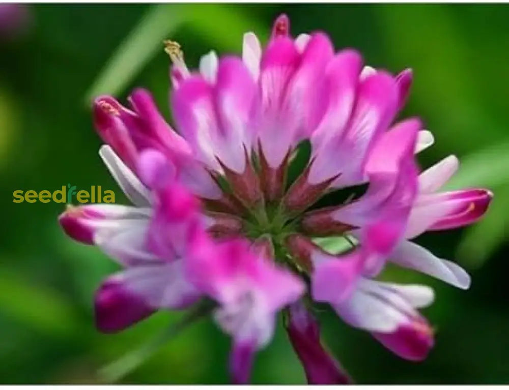 Pink Astragalus Sinicus Flower Seeds For Planting | Beautiful Annual Blooms Easy To Grow Garden