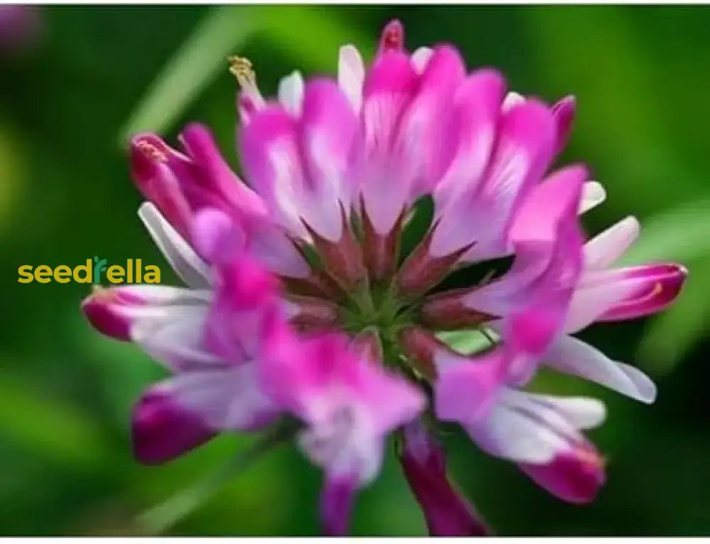 Pink Astragalus Sinicus Flower Seeds For Planting | Beautiful Annual Blooms Easy To Grow Garden