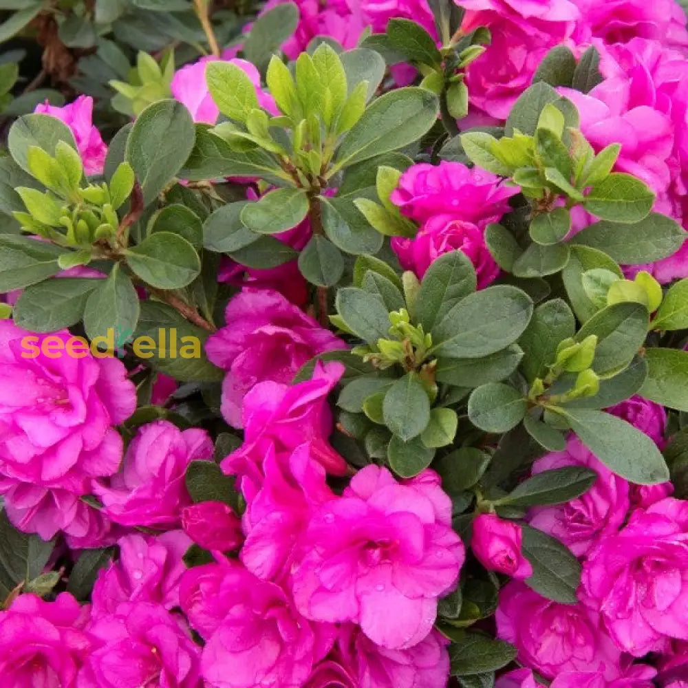 Pink Azalea Seeds For Easy Planting