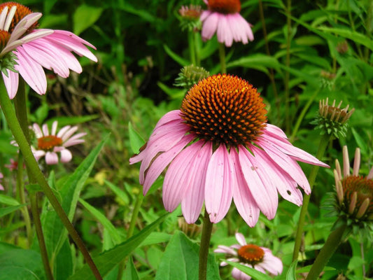 Packet of Pink Baby Coneflower flower seeds for planting