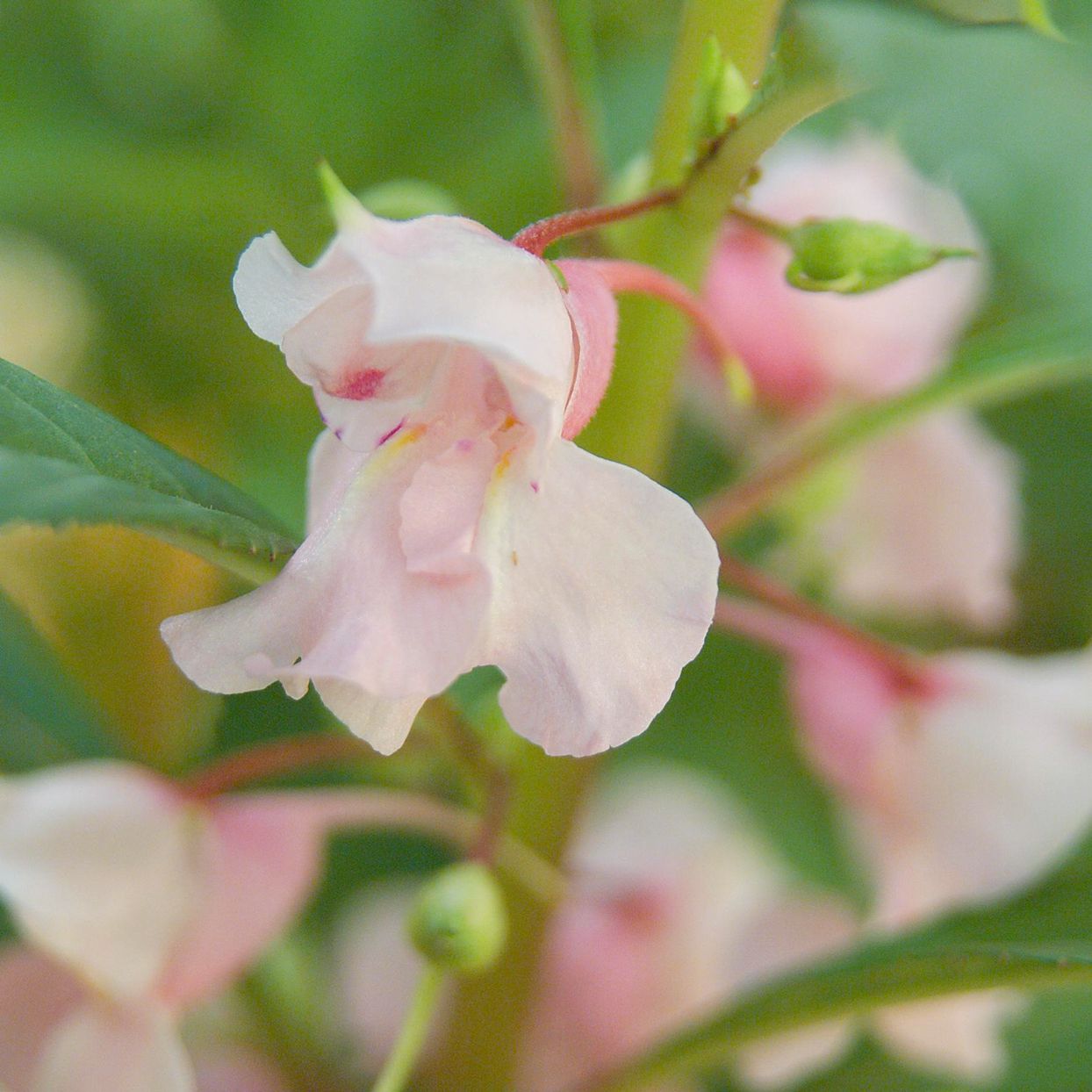 Baby Pink Balsam Flowers in Garden Bed
