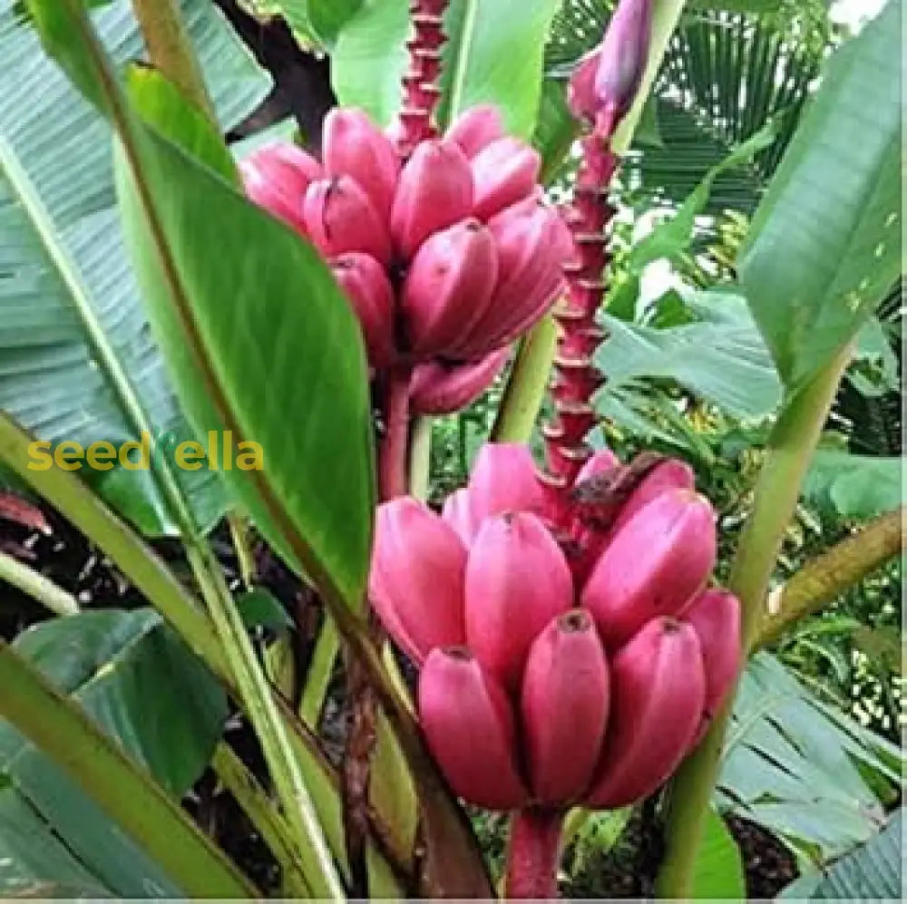 Pink Banana Fruit Seeds For Planting