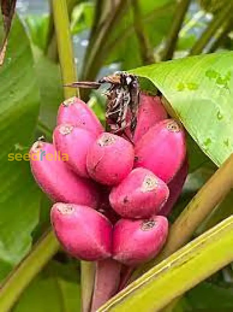 Pink Banana Plant Growing in Tropical Garden