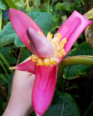 Pink Banana Tree Seeds – Musa velutina – Ornamental Tropical Plant