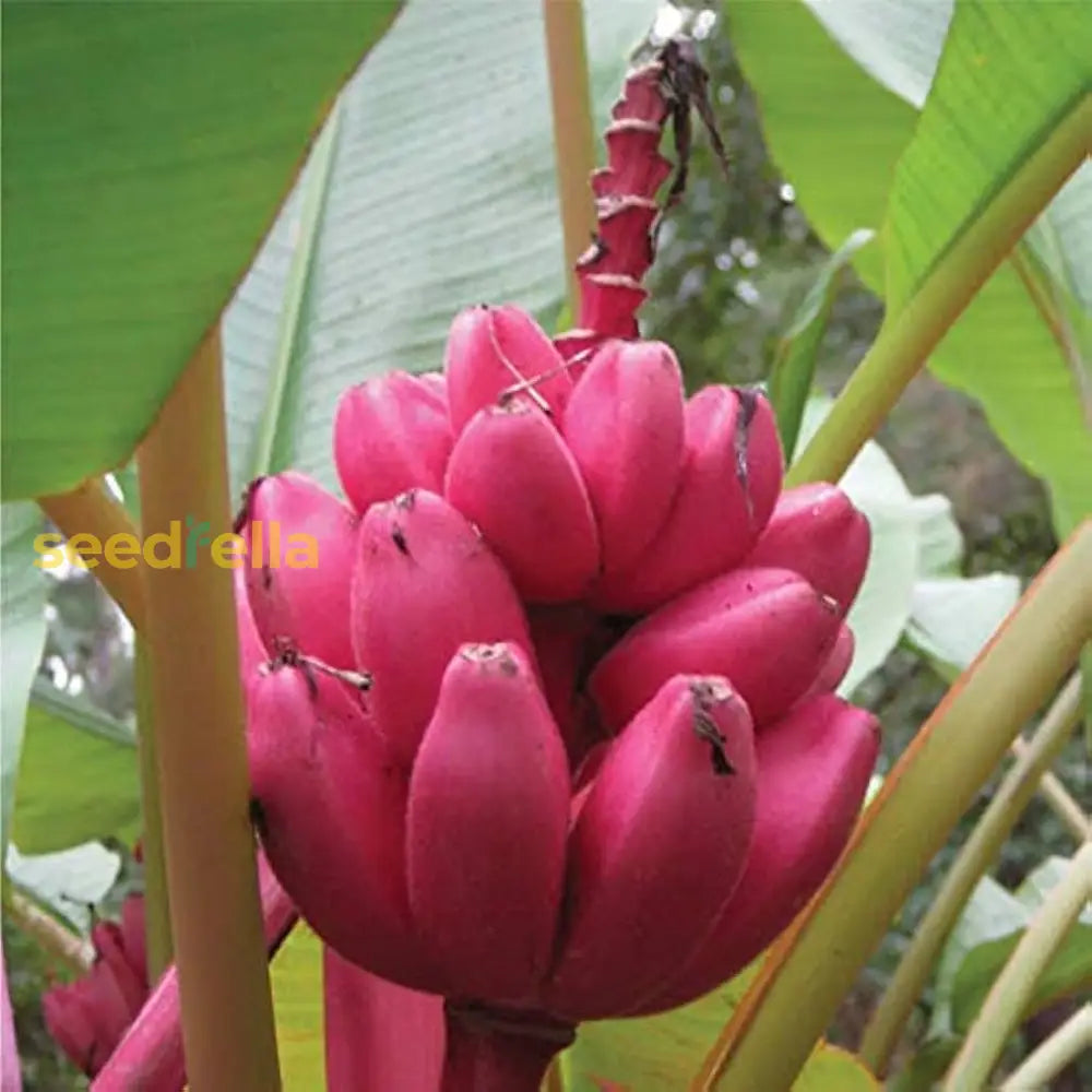Pink Banana Seeds for Easy Planting and Tropical Gardening