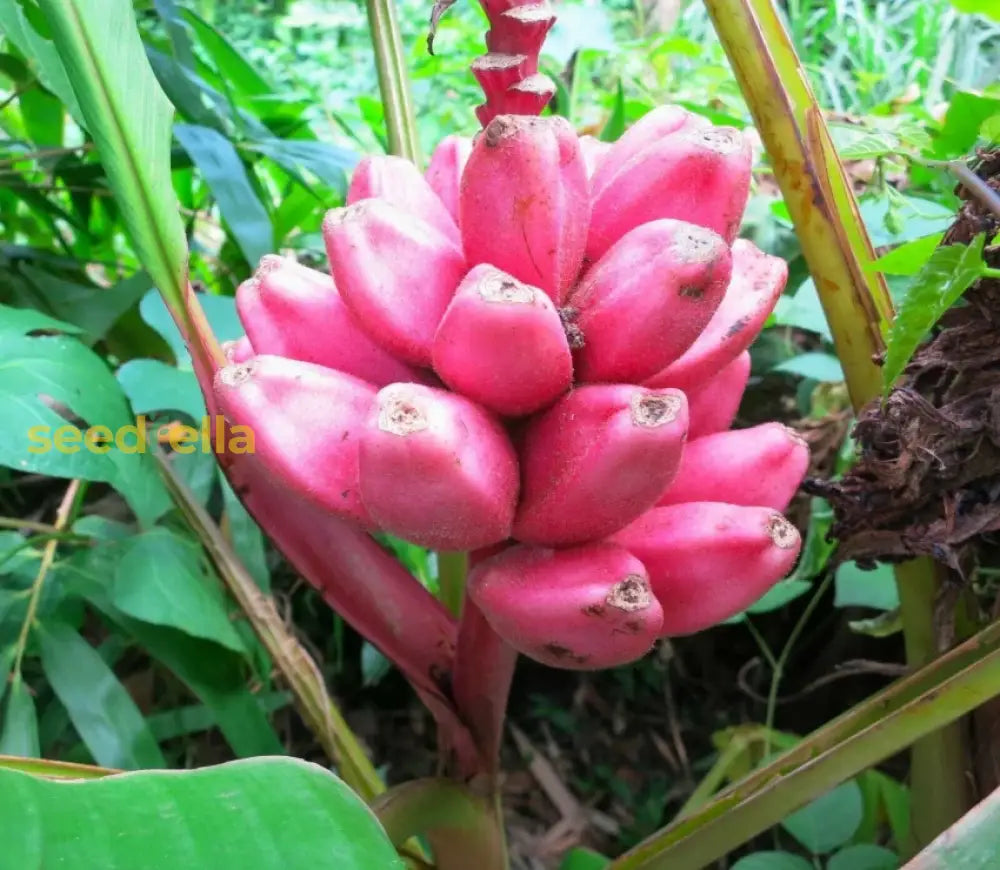 Pink Banana Seeds for Planting Non-GMO Tropical Banana Plant