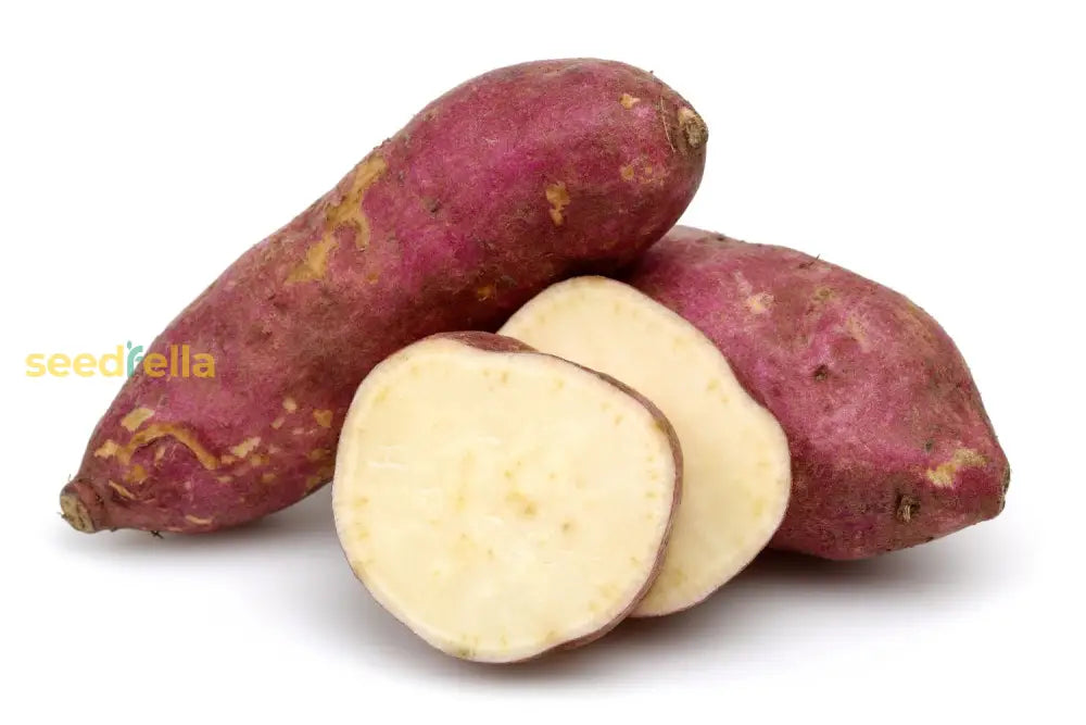 Pink Batatas Potato Seeds – Perfect For Planting In Your Garden Vegetable Seeds