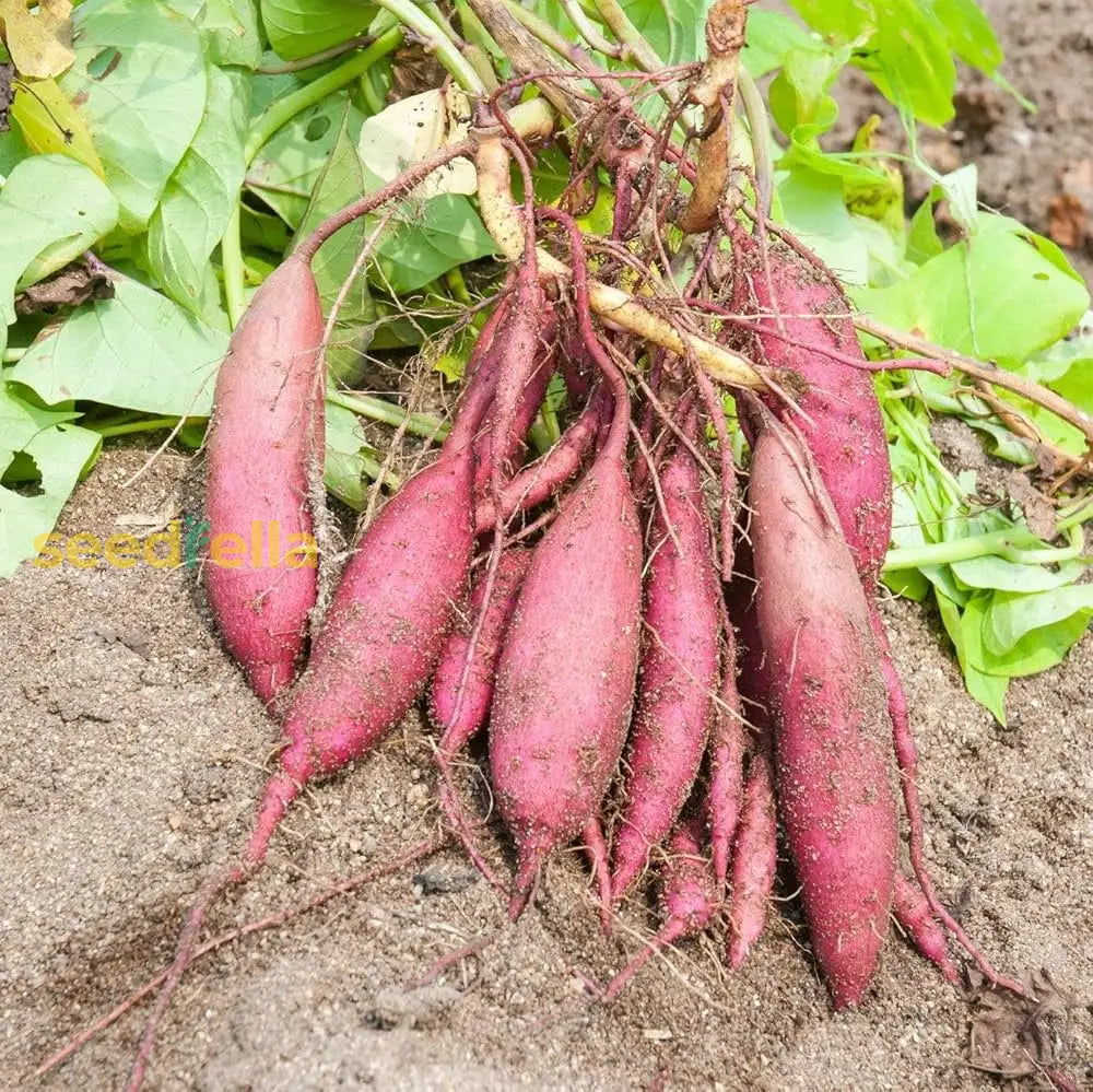 Pink Batatas Potato Seeds – Perfect For Planting In Your Garden Vegetable Seeds