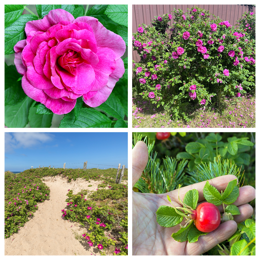 Pink Beach Rose Seeds Rosa Rugosa Fragrant Pink Flowers and Red Hips
