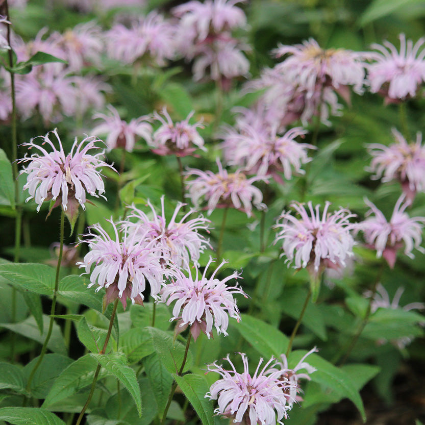 Compact perennial Dwarf Pink Bee Balm grown from seed in US gardens