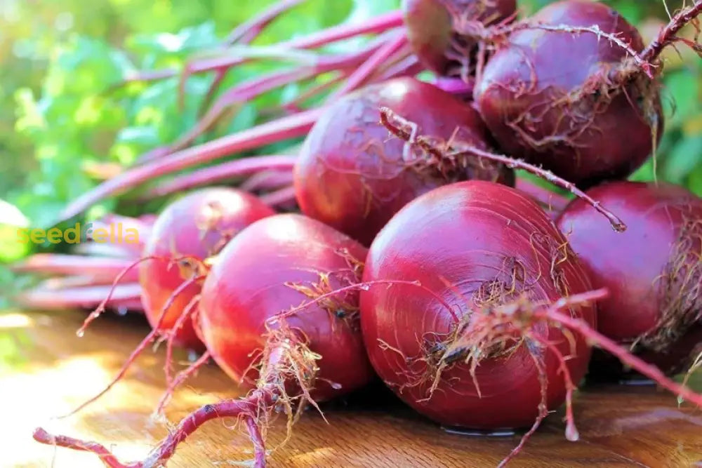 Pink Beetroot plants growing in home garden
