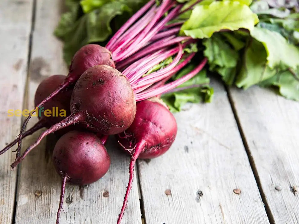Pink Beetroot seedlings sprouting in soil