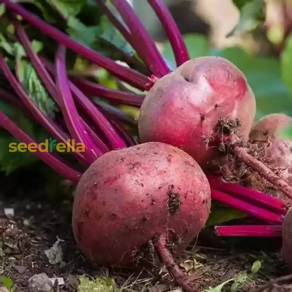 Pink Beetroot seeds for planting non GMO