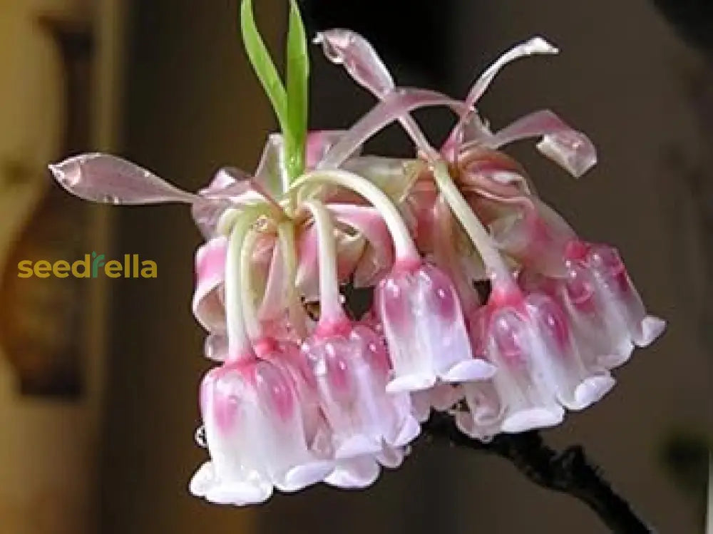 Pink Bell Orchid Flower Seeds For Planting