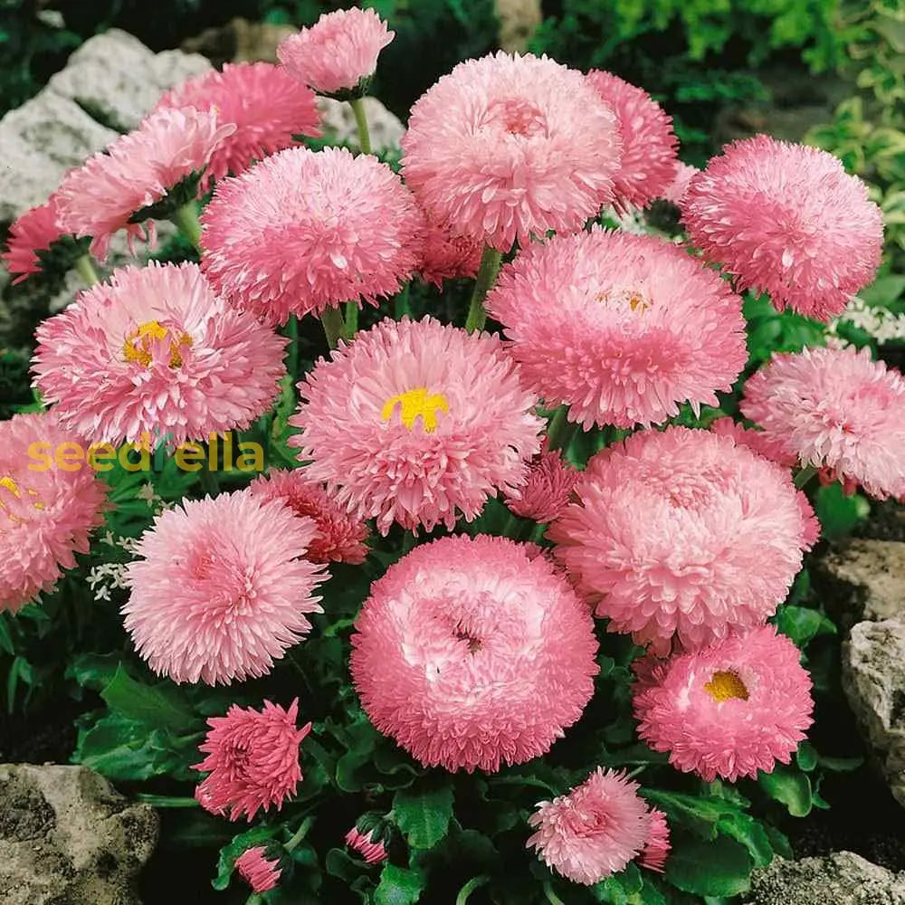 Pink Bellis Perennis flower seeds for vibrant garden blooms
