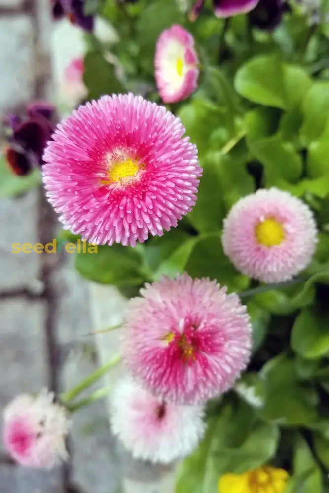 Easy to grow Pink Bellis Perennis seeds for containers and gardens
