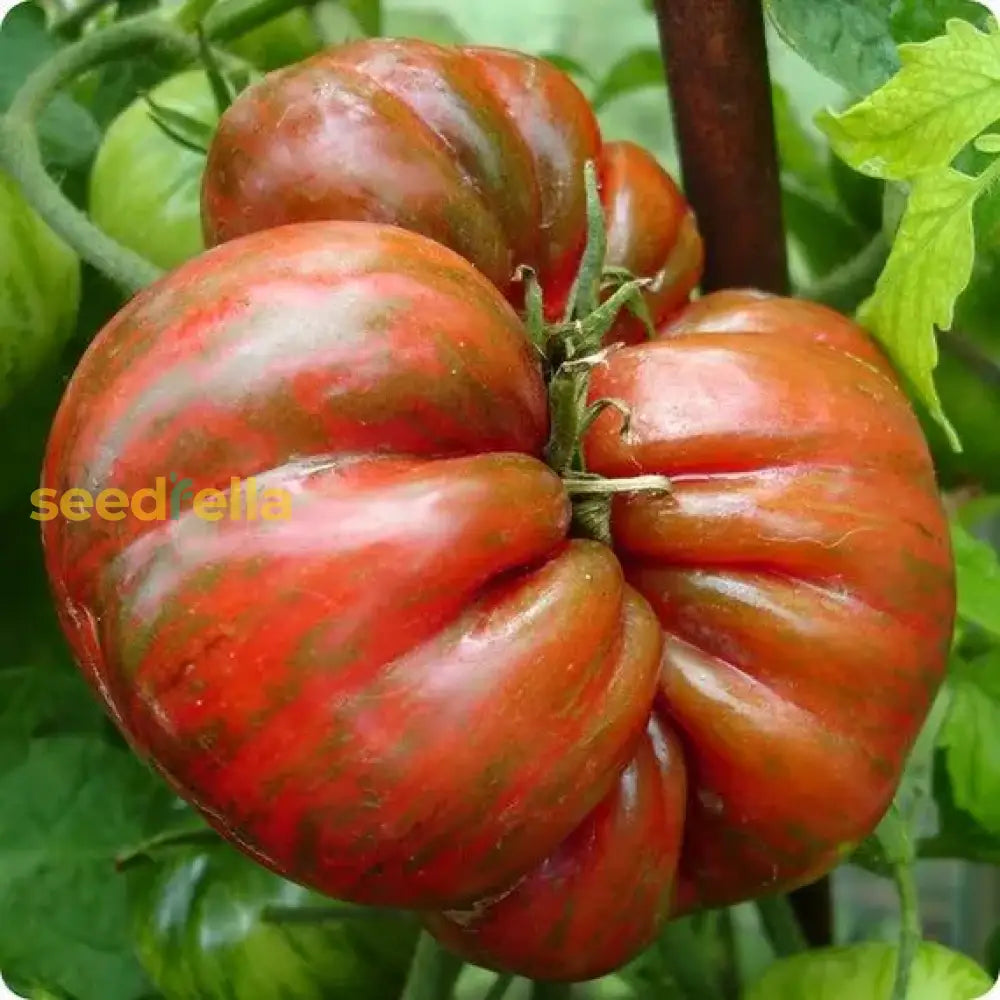 Pink Berkeley seeds for planting in home gardens