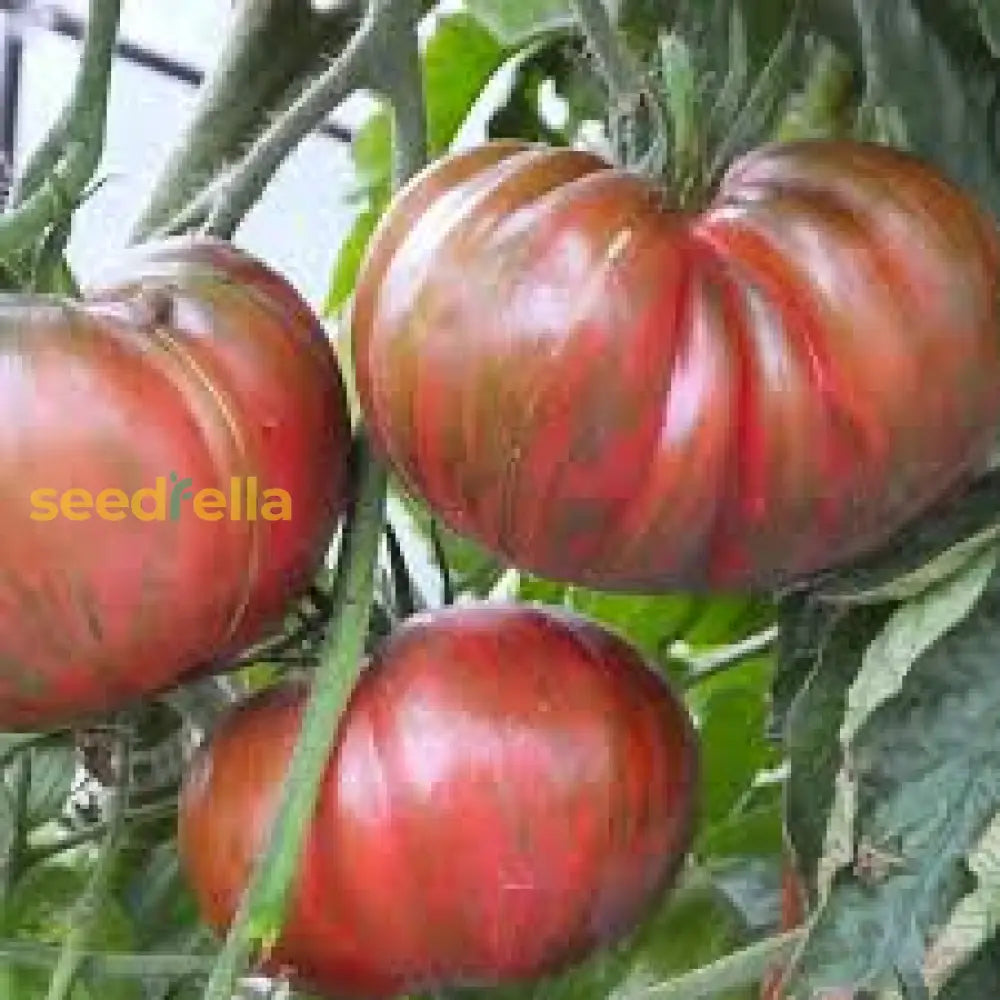 Pink Berkeley Vegetable Seeds For Planting Seeds