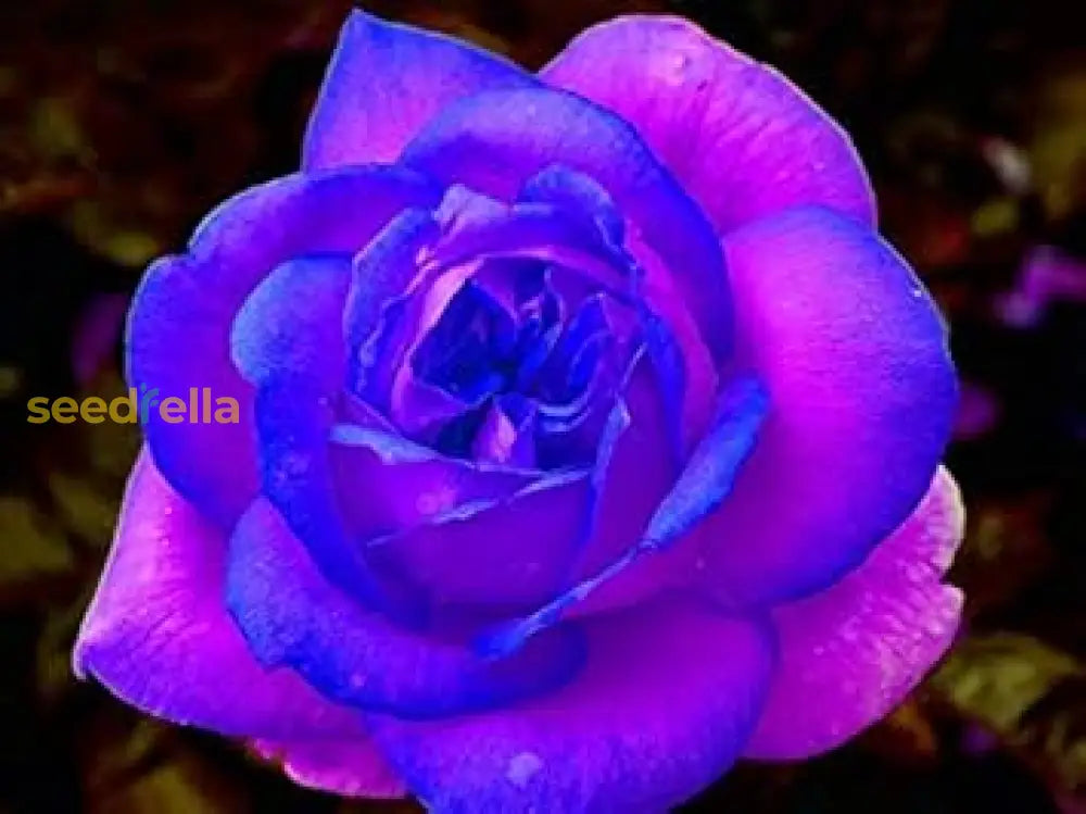 Pink & Blue Rose Flower Seeds For Planting