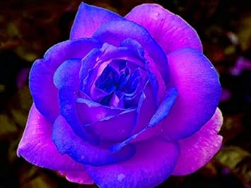 Pink & Blue Rose Flower Seeds for Planting