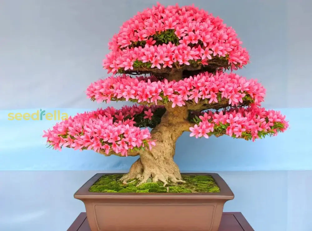 Pink Bonsai Seeds For Planting  Grow Elegant Miniature Trees Plant Seeds