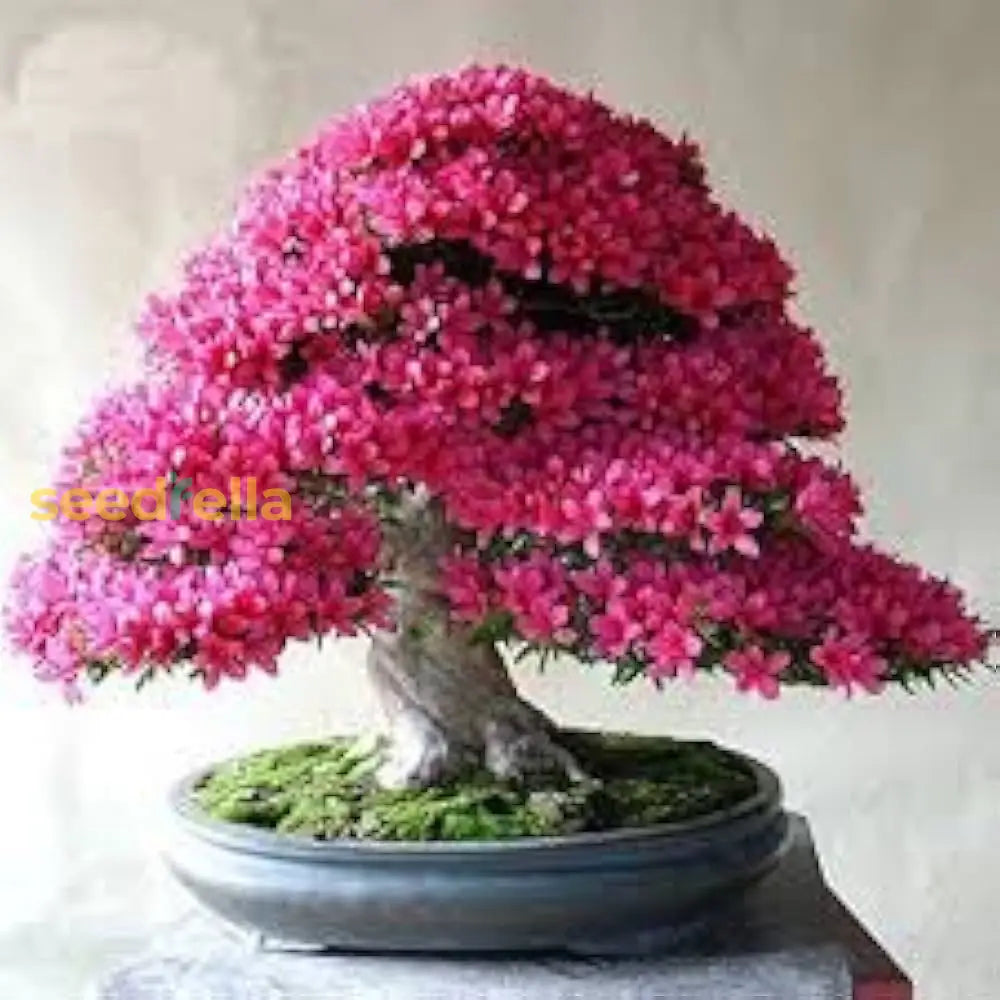 Pink Bonsai Seeds For Planting  Grow Elegant Miniature Trees Plant Seeds