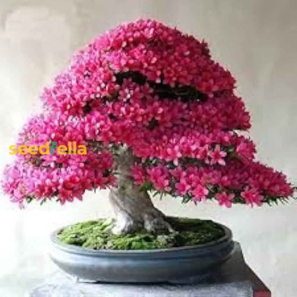 Pink Bonsai Seeds For Planting  Grow Elegant Miniature Trees Plant Seeds