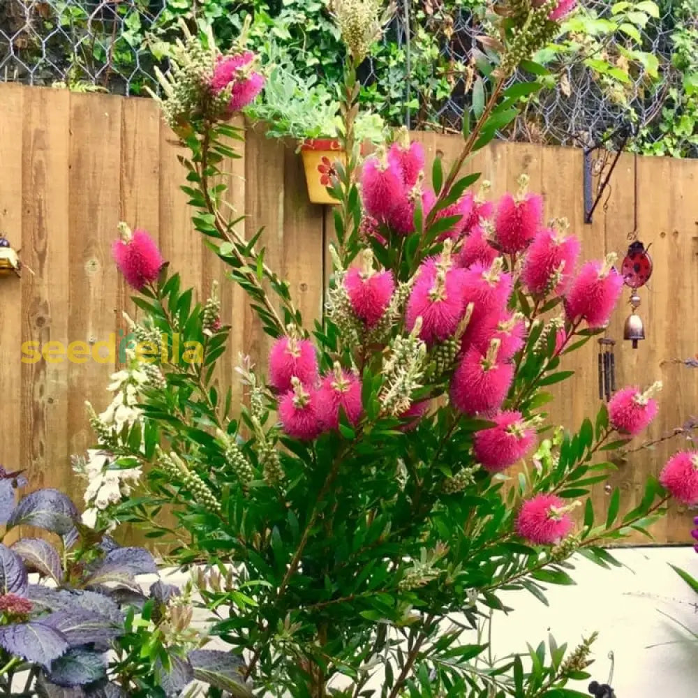 Pink Bottle Brush Flower Seeds For Planting: Vibrant & Eye-Catching Annuals